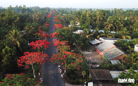 Đẹp ngỡ ngàng những tuyến đường phủ đầy hoa phượng ở miền Tây - Ảnh 1. Đẹp ngỡ ngàng những tuyến đường phủ đầy hoa phượng ở miền Tây - Ảnh 1.