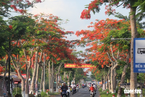 Đẹp ngỡ ngàng những tuyến đường phủ đầy hoa phượng ở miền Tây - Ảnh 7. Đẹp ngỡ ngàng những tuyến đường phủ đầy hoa phượng ở miền Tây - Ảnh 7.