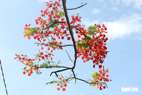 Đẹp ngỡ ngàng những tuyến đường phủ đầy hoa phượng ở miền Tây - Ảnh 8. Đẹp ngỡ ngàng những tuyến đường phủ đầy hoa phượng ở miền Tây - Ảnh 8.