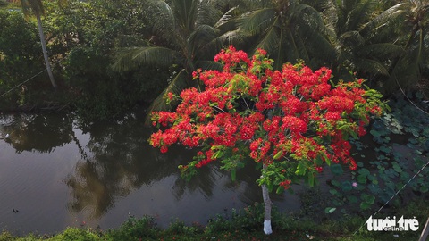 Đẹp ngỡ ngàng những tuyến đường phủ đầy hoa phượng ở miền Tây - Ảnh 6. Đẹp ngỡ ngàng những tuyến đường phủ đầy hoa phượng ở miền Tây - Ảnh 6.