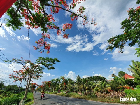 Đẹp ngỡ ngàng những tuyến đường phủ đầy hoa phượng ở miền Tây - Ảnh 14. Đẹp ngỡ ngàng những tuyến đường phủ đầy hoa phượng ở miền Tây - Ảnh 14.