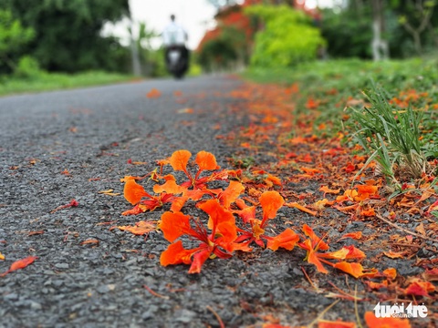 Đẹp ngỡ ngàng những tuyến đường phủ đầy hoa phượng ở miền Tây - Ảnh 10. Đẹp ngỡ ngàng những tuyến đường phủ đầy hoa phượng ở miền Tây - Ảnh 10.