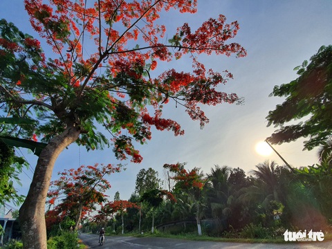 Đẹp ngỡ ngàng những tuyến đường phủ đầy hoa phượng ở miền Tây - Ảnh 3. Đẹp ngỡ ngàng những tuyến đường phủ đầy hoa phượng ở miền Tây - Ảnh 3.