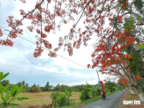 Đẹp ngỡ ngàng những tuyến đường phủ đầy hoa phượng ở miền Tây - Ảnh 11. Đẹp ngỡ ngàng những tuyến đường phủ đầy hoa phượng ở miền Tây - Ảnh 11.
