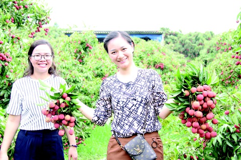 Hãy đến quê tôi - Vương quốc vải thiều - Ảnh 1. Hãy đến quê tôi - Vương quốc vải thiều - Ảnh 1.