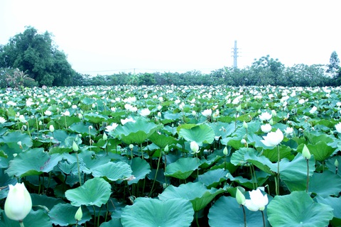 Ngây ngất với đầm sen trắng xứ Huế ở Hà thành - Ảnh 3. Ngây ngất với đầm sen trắng xứ Huế ở Hà thành - Ảnh 3.