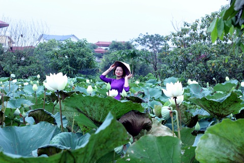 Ngây ngất với đầm sen trắng xứ Huế ở Hà thành - Ảnh 1. Ngây ngất với đầm sen trắng xứ Huế ở Hà thành - Ảnh 1.