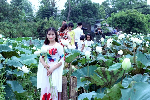 Ngây ngất với đầm sen trắng xứ Huế ở Hà thành - Ảnh 7. Ngây ngất với đầm sen trắng xứ Huế ở Hà thành - Ảnh 7.