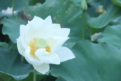 Ngây ngất với đầm sen trắng xứ Huế ở Hà thành - Ảnh 2. Ngây ngất với đầm sen trắng xứ Huế ở Hà thành - Ảnh 2.