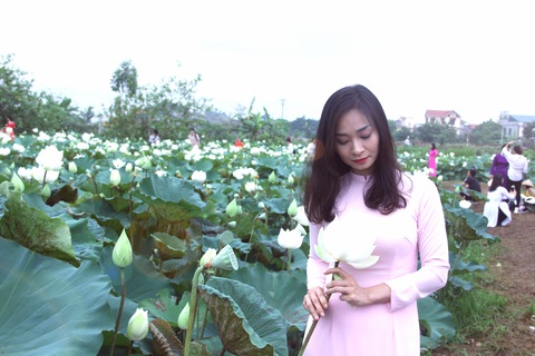 Ngây ngất với đầm sen trắng xứ Huế ở Hà thành - Ảnh 4. Ngây ngất với đầm sen trắng xứ Huế ở Hà thành - Ảnh 4.