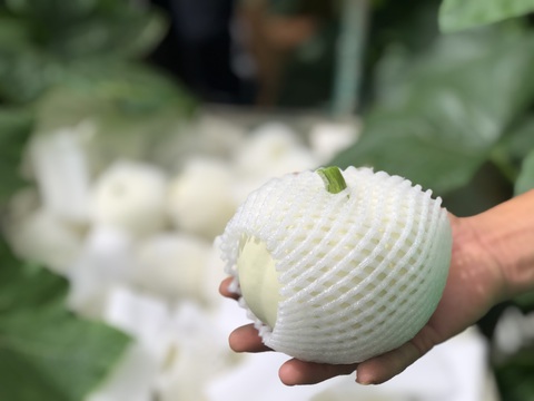 Du lịch nhà vườn Đà Lạt: nông dân mở lòng nếu khách dễ thương - Ảnh 1. Du lịch nhà vườn Đà Lạt: nông dân mở lòng nếu khách dễ thương - Ảnh 1.