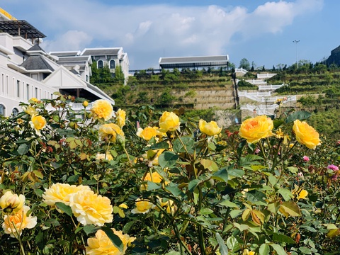 Sa Pa nhận kỷ lục thung lũng hoa hồng lớn nhất Việt Nam - Ảnh 2. Sa Pa nhận kỷ lục thung lũng hoa hồng lớn nhất Việt Nam - Ảnh 2.