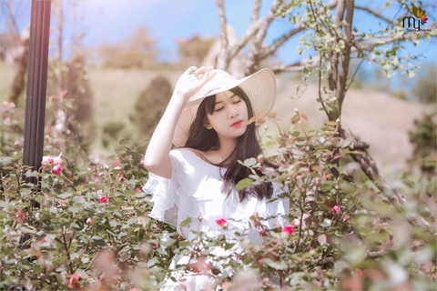 Sa Pa nhận kỷ lục thung lũng hoa hồng lớn nhất Việt Nam - Ảnh 1. Sa Pa nhận kỷ lục thung lũng hoa hồng lớn nhất Việt Nam - Ảnh 1.