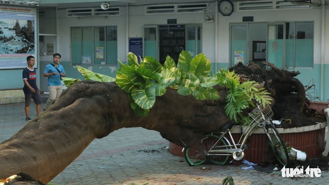 Cây phượng vĩ trong sân trường bật gốc, 18 học sinh ở TP.HCM bị thương - Ảnh 6. Cây phượng vĩ trong sân trường bật gốc, 18 học sinh ở TP.HCM bị thương - Ảnh 6.