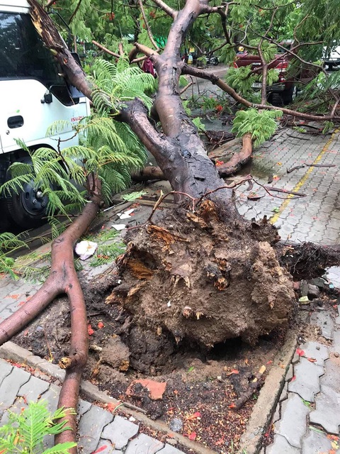 Phượng bật gốc đè xe tải ở quận 9, lộ ra phần rễ trụi lủi - Ảnh 2. Phượng bật gốc đè xe tải ở quận 9, lộ ra phần rễ trụi lủi - Ảnh 2.