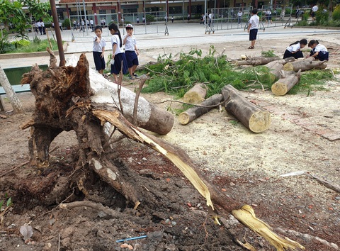 Cây phượng lại bật gốc trong trường tiểu học tại Bình Dương - Ảnh 1. Cây phượng lại bật gốc trong trường tiểu học tại Bình Dương - Ảnh 1.