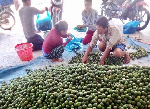 Những người trẻ lội ngược dòng ở miền Tây - Kỳ 6: Bỏ xí nghiệp, xuống ruộng làm cậu chủ - Ảnh 3. Những người trẻ lội ngược dòng ở miền Tây - Kỳ 6: Bỏ xí nghiệp, xuống ruộng làm cậu chủ - Ảnh 3.