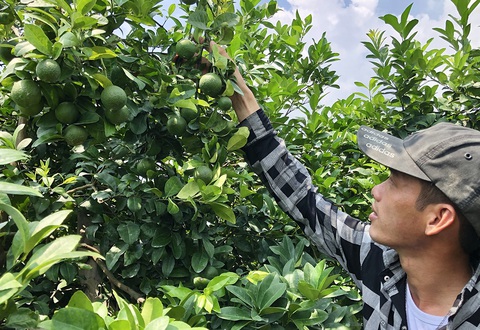 Những người trẻ lội ngược dòng ở miền Tây - Kỳ 6: Bỏ xí nghiệp, xuống ruộng làm cậu chủ - Ảnh 1. Những người trẻ lội ngược dòng ở miền Tây - Kỳ 6: Bỏ xí nghiệp, xuống ruộng làm cậu chủ - Ảnh 1.