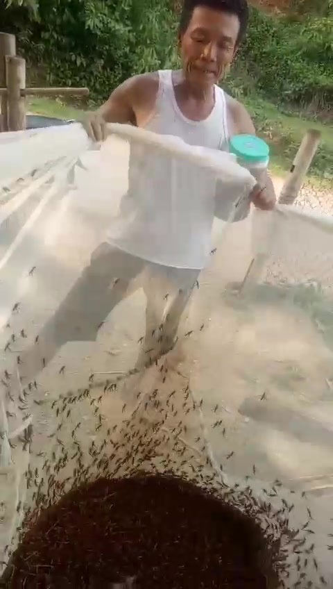Thanh Hóa: Châu chấu lưng vàng hoành hành, tàn phá lúa ngô - Ảnh 4. Thanh Hóa: Châu chấu lưng vàng hoành hành, tàn phá lúa ngô - Ảnh 4.