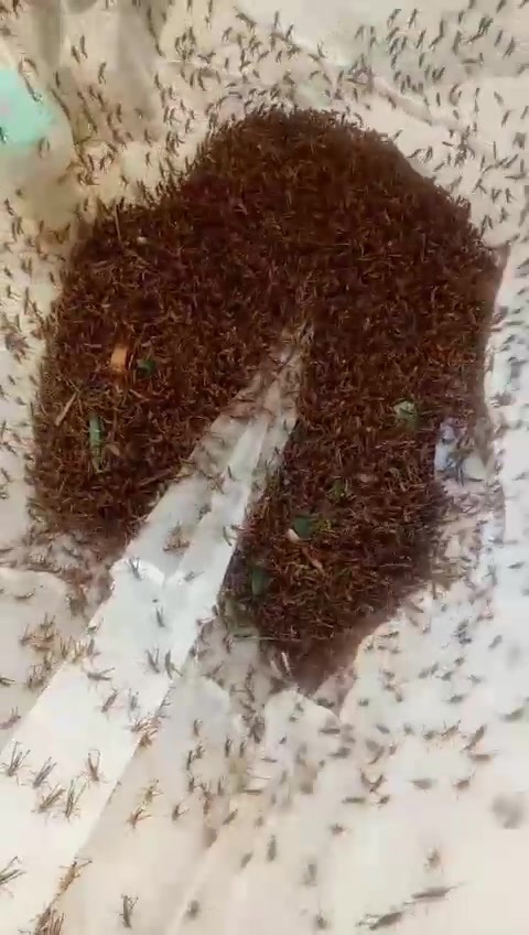 Thanh Hóa: Châu chấu lưng vàng hoành hành, tàn phá lúa ngô - Ảnh 5. Thanh Hóa: Châu chấu lưng vàng hoành hành, tàn phá lúa ngô - Ảnh 5.