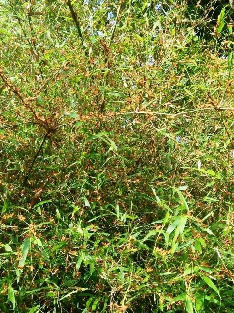 Thanh Hóa: Châu chấu lưng vàng hoành hành, tàn phá lúa ngô - Ảnh 3. Thanh Hóa: Châu chấu lưng vàng hoành hành, tàn phá lúa ngô - Ảnh 3.