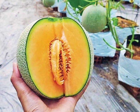 Những người trẻ lội ngược dòng ở miền Tây - Kỳ cuối: Hãy làm đi, để khỏi phải nuối tiếc - Ảnh 1. Những người trẻ lội ngược dòng ở miền Tây - Kỳ cuối: Hãy làm đi, để khỏi phải nuối tiếc - Ảnh 1.