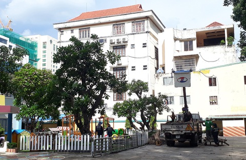Sợ chuyện không may xảy ra, nhiều trường chặt cây xanh lâu năm, già cỗi - Ảnh 1. Sợ chuyện không may xảy ra, nhiều trường chặt cây xanh lâu năm, già cỗi - Ảnh 1.