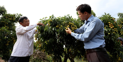 Chuyên gia Nhật chuẩn bị sang Việt Nam giám sát xuất khẩu vải thiều - Ảnh 1. Chuyên gia Nhật chuẩn bị sang Việt Nam giám sát xuất khẩu vải thiều - Ảnh 1.