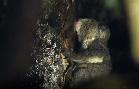Phát hiện bất ngờ loài koala uống nước từ cây - Ảnh 1. Phát hiện bất ngờ loài koala uống nước từ cây - Ảnh 1.