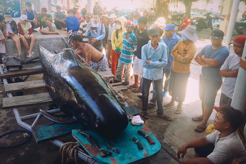 Hàng trăm người vây xem cá Ông Chuông lụy bờ ở Nha Trang - Ảnh 3. Hàng trăm người vây xem cá Ông Chuông lụy bờ ở Nha Trang - Ảnh 3.