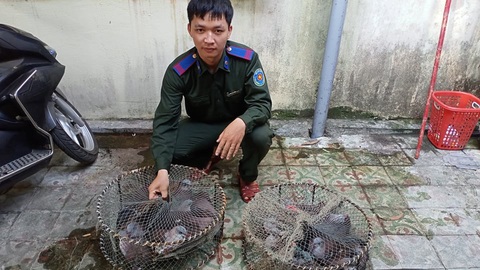 Kiểm lâm Huế giải cứu hơn 20 con chim gầm ghì lưng nâu quý hiếm - Ảnh 1. Kiểm lâm Huế giải cứu hơn 20 con chim gầm ghì lưng nâu quý hiếm - Ảnh 1.