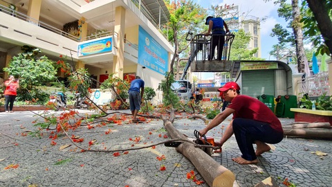 Các trường đua nhau tỉa cành, mé nhánh cây cối đến... trụi lủi? - Ảnh 1. Các trường đua nhau tỉa cành, mé nhánh cây cối đến... trụi lủi? - Ảnh 1.