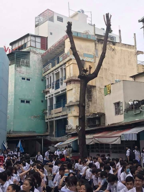 Các trường đua nhau tỉa cành, mé nhánh cây cối đến... trụi lủi? - Ảnh 2. Các trường đua nhau tỉa cành, mé nhánh cây cối đến... trụi lủi? - Ảnh 2.
