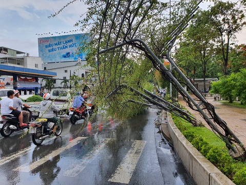 Mưa lớn kèm gió mạnh, hàng loạt cây cối ở Cần Thơ bật gốc - Ảnh 5. Mưa lớn kèm gió mạnh, hàng loạt cây cối ở Cần Thơ bật gốc - Ảnh 5.