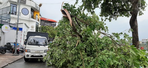 Mưa lớn kèm gió mạnh, hàng loạt cây cối ở Cần Thơ bật gốc - Ảnh 7. Mưa lớn kèm gió mạnh, hàng loạt cây cối ở Cần Thơ bật gốc - Ảnh 7.