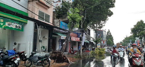 Mưa lớn kèm gió mạnh, hàng loạt cây cối ở Cần Thơ bật gốc - Ảnh 9. Mưa lớn kèm gió mạnh, hàng loạt cây cối ở Cần Thơ bật gốc - Ảnh 9.