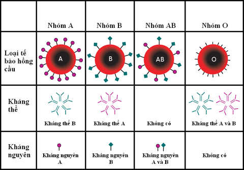 Phát hiện mới: Người nhóm máu O có sức đề kháng tốt hơn với virus corona - Ảnh 2. Phát hiện mới: Người nhóm máu O có sức đề kháng tốt hơn với virus corona - Ảnh 2.