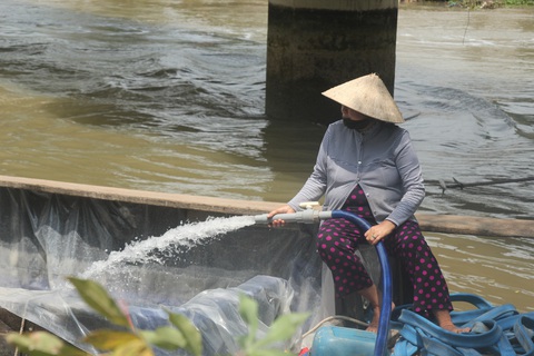 Độ mặn giảm, dân miền Tây vẫn phải thử độ mặn khi lấy nước tưới - Ảnh 1. Độ mặn giảm, dân miền Tây vẫn phải thử độ mặn khi lấy nước tưới - Ảnh 1.