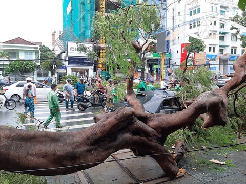 Cần Thơ: 1 người chết do mưa dông, nhiều nhà tốc mái, cây xanh bật gốc - Ảnh 2. Cần Thơ: 1 người chết do mưa dông, nhiều nhà tốc mái, cây xanh bật gốc - Ảnh 2.