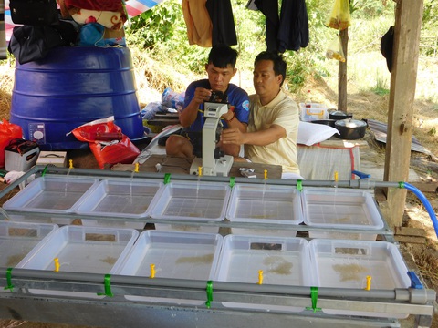 Lai tạo thành công bước đầu giống cá niên - Ảnh 1. Lai tạo thành công bước đầu giống cá niên - Ảnh 1.
