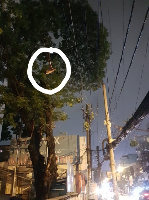 Cây xanh đường Tô Hiến Thành, TP.HCM tét nhánh trong mưa đè chết người - Ảnh 3. Cây xanh đường Tô Hiến Thành, TP.HCM tét nhánh trong mưa đè chết người - Ảnh 3.