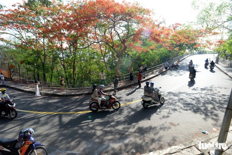 Rợp trời con đường hoa phượng đỏ ở Vũng Tàu - Ảnh 3. Rợp trời con đường hoa phượng đỏ ở Vũng Tàu - Ảnh 3.