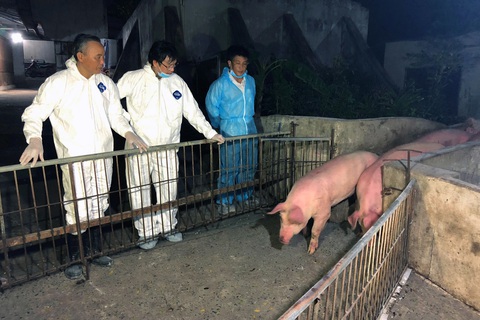 Heo Thái tràn vào Việt Nam - Ảnh 5. Heo Thái tràn vào Việt Nam - Ảnh 5.