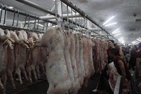 Ngăn chặn heo nhập lậu để tránh nguy cơ lây bệnh - Ảnh 1. Ngăn chặn heo nhập lậu để tránh nguy cơ lây bệnh - Ảnh 1.