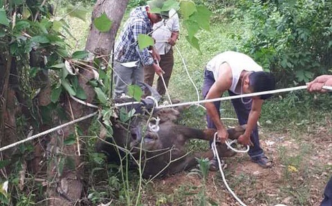 Trâu lạ húc chết người đàn bà nhặt trứng trong vườn nhà mình - Ảnh 1. Trâu lạ húc chết người đàn bà nhặt trứng trong vườn nhà mình - Ảnh 1.