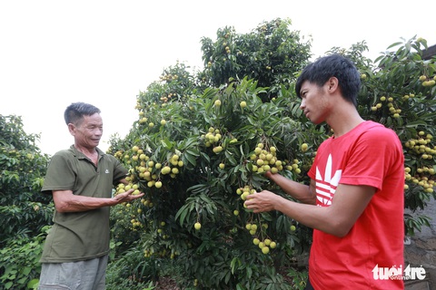 Chuyên gia giám sát gật đầu, vải thiều Lục Ngạn sắp sang Nhật - Ảnh 1. Chuyên gia giám sát gật đầu, vải thiều Lục Ngạn sắp sang Nhật - Ảnh 1.