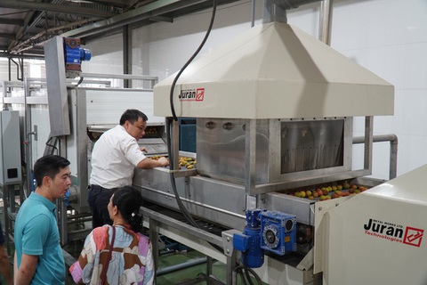 Xuất khẩu 1 tấn vải thiều tươi đầu tiên sang Nhật Bản - Ảnh 1. Xuất khẩu 1 tấn vải thiều tươi đầu tiên sang Nhật Bản - Ảnh 1.