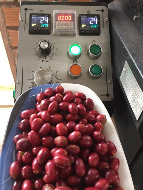 Người cho cà phê ăn hồng, ăn chuối - Ảnh 4. Người cho cà phê ăn hồng, ăn chuối - Ảnh 4.