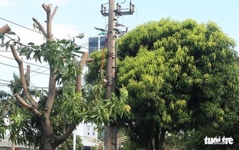 Hàng loạt cây xanh thành phố Vinh bị vặt trụi trong nắng nóng 40 độ - Ảnh 7. Hàng loạt cây xanh thành phố Vinh bị vặt trụi trong nắng nóng 40 độ - Ảnh 7.