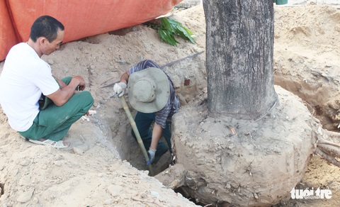 Hàng loạt cây xanh thành phố Vinh bị vặt trụi trong nắng nóng 40 độ - Ảnh 9. Hàng loạt cây xanh thành phố Vinh bị vặt trụi trong nắng nóng 40 độ - Ảnh 9.